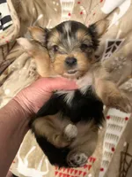 Ruby, a female Yorkshire Terrier for sale in Weaubleau, MO – Photo 5 of 9