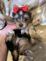 Ruby, a female Yorkshire Terrier for sale in Weaubleau, MO – Photo 4 of 9