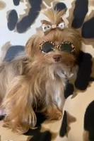 Ruby, a female Yorkshire Terrier for sale in Weaubleau, MO – Photo 8 of 9