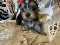 Ruby, a female Yorkshire Terrier for sale in Weaubleau, MO – Photo 3 of 9