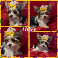 Ruby, a female Yorkshire Terrier for sale in Weaubleau, MO – Photo 7 of 9