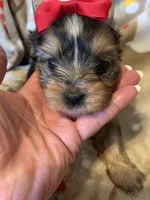 Ruby, a female Yorkshire Terrier for sale in Weaubleau, MO – Photo 6 of 9