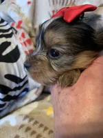 Ruby, a female Yorkshire Terrier for sale in Weaubleau, MO – Photo 2 of 9