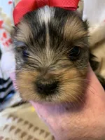 Ruby, a female Yorkshire Terrier for sale in Weaubleau, MO – Photo 1 of 9