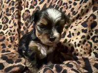 Mindy, a female Yorkshire Terrier for sale in Weaubleau, MO – 5 of 5