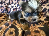 Pee-Wee, a male Yorkshire Terrier for sale in Weaubleau, MO – 3 of 5