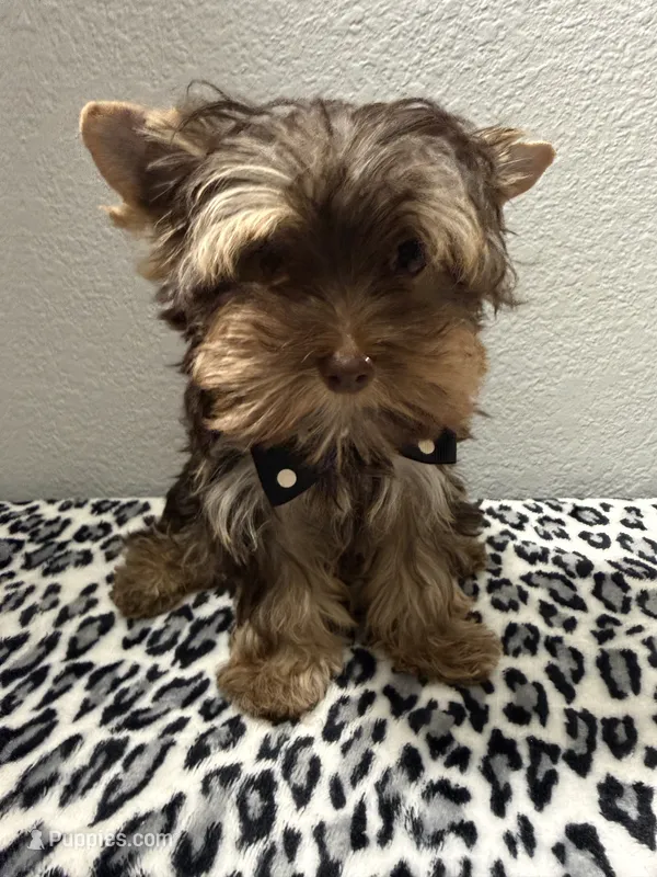 Hershey – Yorkshire Terrier puppy for sale in Weaubleau, MO