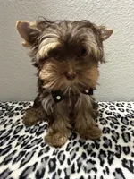 Hershey, a male Yorkshire Terrier for sale in Weaubleau, MO – 1 of 8