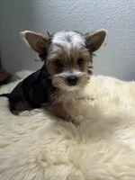 Chip, a male Yorkshire Terrier for sale in Weaubleau, MO – 1 of 8