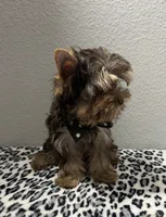 Hershey, a male Yorkshire Terrier for sale in Weaubleau, MO – 3 of 8