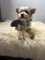 Chip, a male Yorkshire Terrier for sale in Weaubleau, MO – 5 of 8