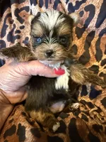 Pee-Wee, a male Yorkshire Terrier for sale in Weaubleau, MO – 5 of 5