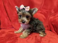 Roxanne, a female Yorkshire Terrier for sale in Weaubleau, MO – 5 of 6
