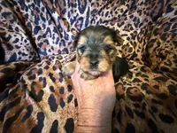 Marley, a male Yorkshire Terrier for sale in Weaubleau, MO – 2 of 5
