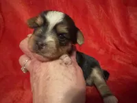 Tuffy, a male Yorkshire Terrier for sale in Weaubleau, MO – Photo 1 of 7