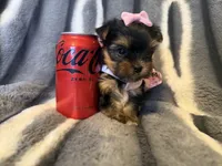 Daisy, a female Yorkshire Terrier for sale in Weaubleau, MO – Photo 5 of 5