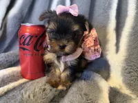 Daisy, a female Yorkshire Terrier for sale in Weaubleau, MO – Photo 3 of 5