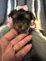 Daisy, a female Yorkshire Terrier for sale in Weaubleau, MO – Photo 2 of 5