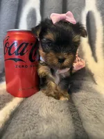 Daisy, a female Yorkshire Terrier for sale in Weaubleau, MO – Photo 4 of 5