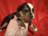 Tuffy, a male Yorkshire Terrier for sale in Weaubleau, MO – Photo 5 of 7