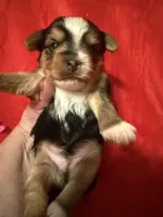 Tuffy, a male Yorkshire Terrier for sale in Weaubleau, MO – Photo 4 of 7