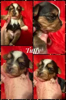 Tuffy, a male Yorkshire Terrier for sale in Weaubleau, MO – Photo 7 of 7