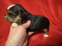 Tuffy, a male Yorkshire Terrier for sale in Weaubleau, MO – Photo 2 of 7