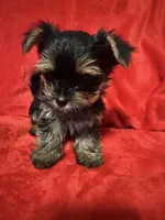 Dexter, a male Yorkshire Terrier for sale in Weaubleau, MO – Photo 4 of 8