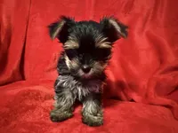 Dexter, a male Yorkshire Terrier for sale in Weaubleau, MO – Photo 5 of 8