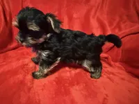 Dexter, a male Yorkshire Terrier for sale in Weaubleau, MO – Photo 2 of 8