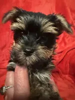 Dexter, a male Yorkshire Terrier for sale in Weaubleau, MO – Photo 6 of 8