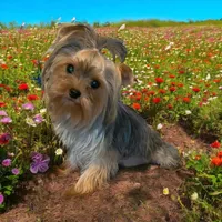 Dexter, a male Yorkshire Terrier for sale in Weaubleau, MO – Photo 8 of 8