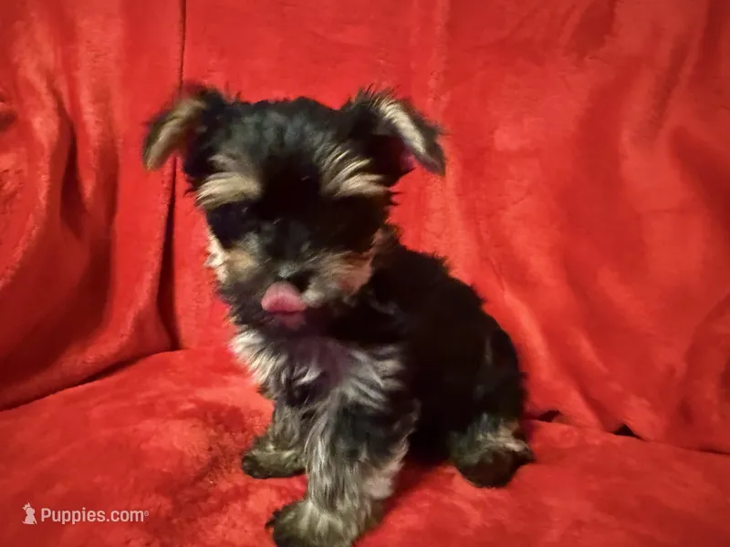 Dexter – Yorkshire Terrier puppy on hold in Weaubleau, MO