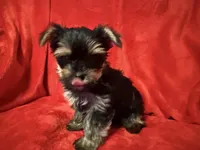 Dexter, a male Yorkshire Terrier for sale in Weaubleau, MO – Photo 1 of 8