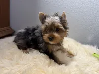 Gibson, a male Yorkshire Terrier for sale in Weaubleau, MO – 5 of 9
