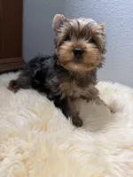 Gibson, a male Yorkshire Terrier for sale in Weaubleau, MO – 4 of 9