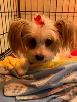 AKC Dash, a male Yorkshire Terrier for sale in Weaubleau, MO – Photo 8 of 9