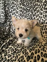 AKC Dash, a male Yorkshire Terrier for sale in Weaubleau, MO – Photo 3 of 9