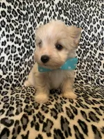 AKC Dash, a male Yorkshire Terrier for sale in Weaubleau, MO – Photo 4 of 9