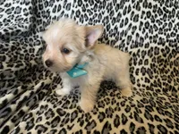 AKC Dash, a male Yorkshire Terrier for sale in Weaubleau, MO – Photo 6 of 9