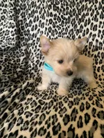AKC Dash, a male Yorkshire Terrier for sale in Weaubleau, MO – Photo 7 of 9