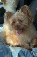 AKC Dash, a male Yorkshire Terrier for sale in Weaubleau, MO – Photo 9 of 9