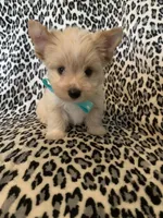 AKC Dash, a male Yorkshire Terrier for sale in Weaubleau, MO – Photo 1 of 9