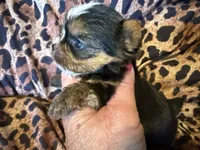 Pee-Wee, a male Yorkshire Terrier for sale in Weaubleau, MO – 2 of 5
