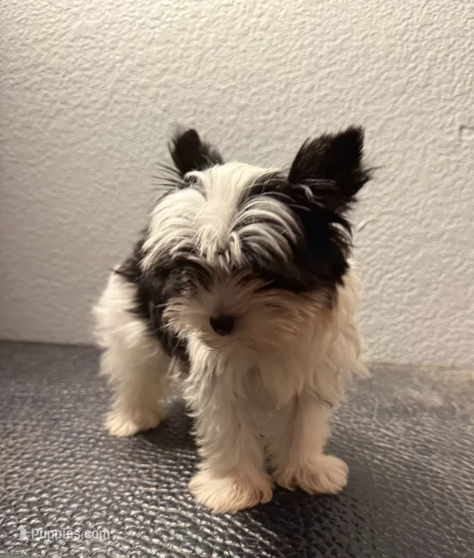 Rocky – Yorkshire Terrier puppy for sale in Weaubleau, MO