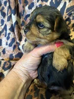 Marley, a male Yorkshire Terrier for sale in Weaubleau, MO – 5 of 5