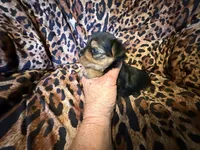 Marley, a male Yorkshire Terrier for sale in Weaubleau, MO – 3 of 5