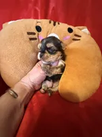 Barbi, a female Yorkshire Terrier for sale in Weaubleau, MO – Photo 5 of 9