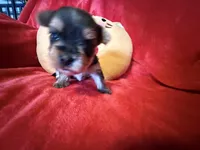 Barbi, a female Yorkshire Terrier for sale in Weaubleau, MO – Photo 4 of 9