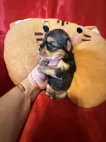 Barbi, a female Yorkshire Terrier for sale in Weaubleau, MO – Photo 3 of 9